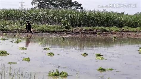 Koleksi gambar sketsa kartun muslimah berpasangan. Petani menanam padi di sawah. proses yang melelahkan - YouTube