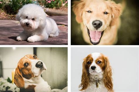 Which Dog Breed Is Best For Kids And Families 2021 Expert Vet Advice
