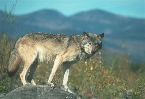 Usfws To Review Endangered Status Of Gray Wolf Safari Club