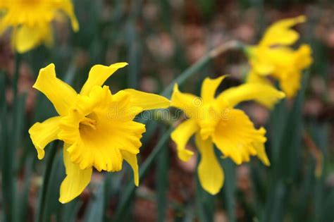 Yellow Daffodils Growing Stock Photo Image Of Landscape 179134736