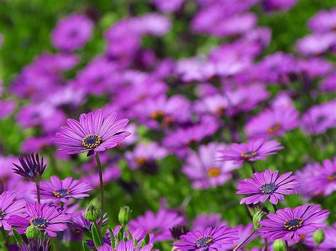 Free Picture Daisy Daisies Flowers Purple