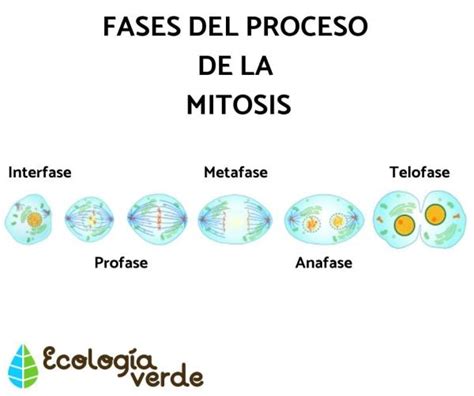 Ciclo Celular Mitosis Meiosis Y Sus Fases Kulturaupice My Xxx Hot Girl