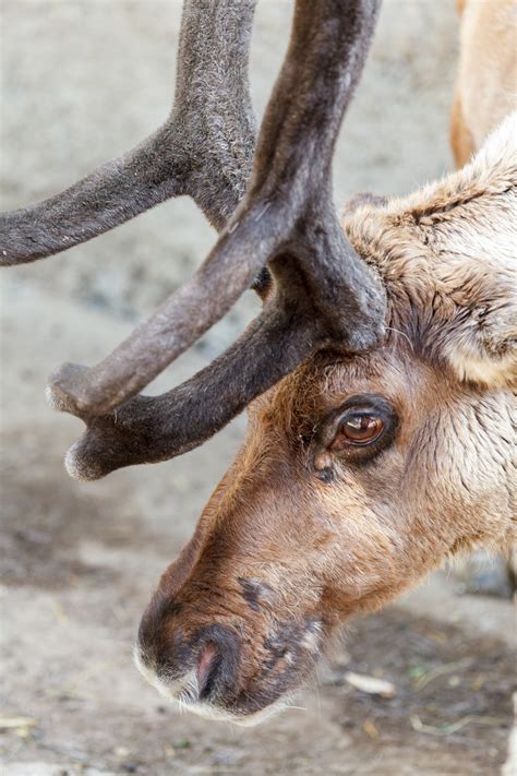 Reindeer Free Stock Photo Public Domain Pictures
