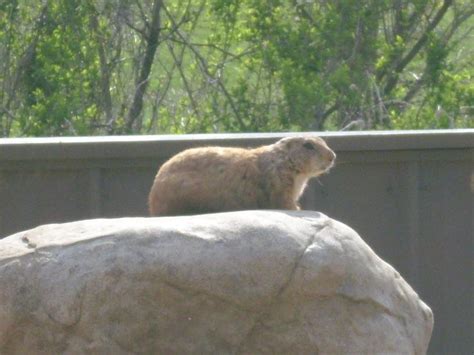 Minnesota Zoo Prairie Dog By Rahal Stmin On Deviantart