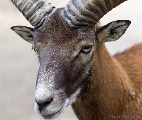 Mouflon By Denis Kozlenko Via 500px Animals Ovis Aries Goats