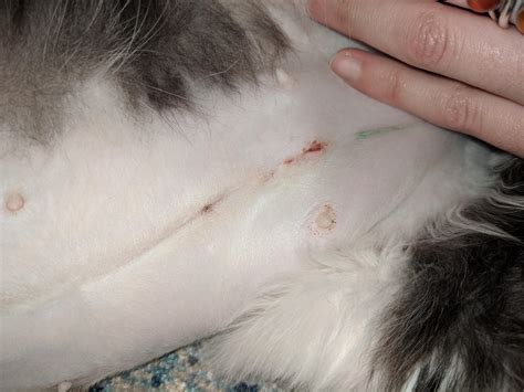 When should i neuter my cat? My Cats Incisions From Being Spayed Are Very Slightly Opened