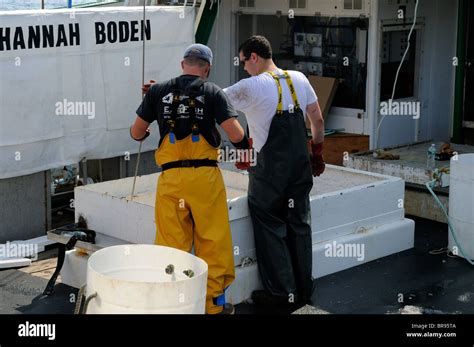 Un Loading Swordfish From The Hannah Boden Fishing Boat From The