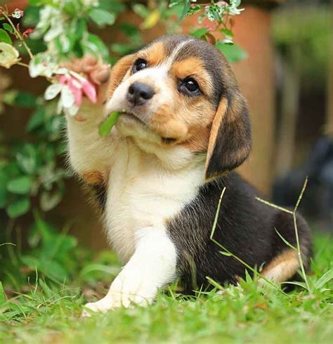 Your Beagle Puppy Everything You Need To Know Beagle Puppy Beagle