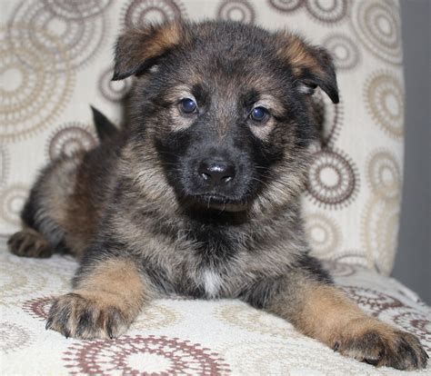 Sable German Shepherd Puppies Wisconsin 18 Weeks Old Sable German