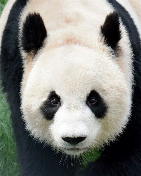 Our Female Giant Panda Er Shun Giantpanda Ershun Torontozoo