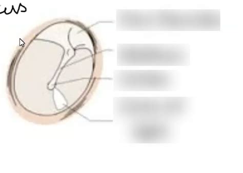 Tympanic Membrane Diagram Quizlet