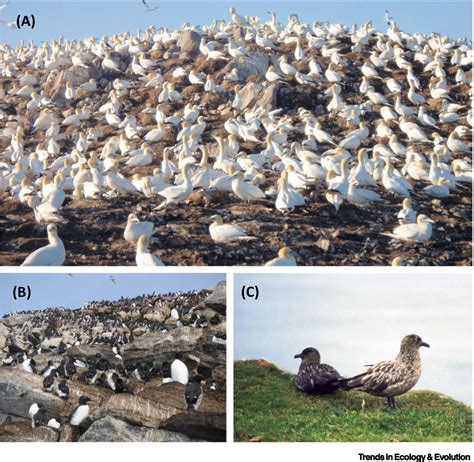 Avian Influenza Spread And Seabird Movements Between Colonies Trends In Ecology Evolution
