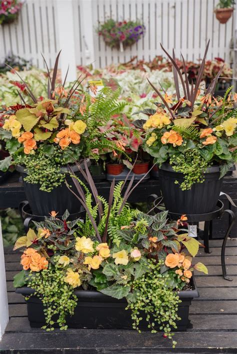 Begonia Containers Garden Containers Container Garden Design