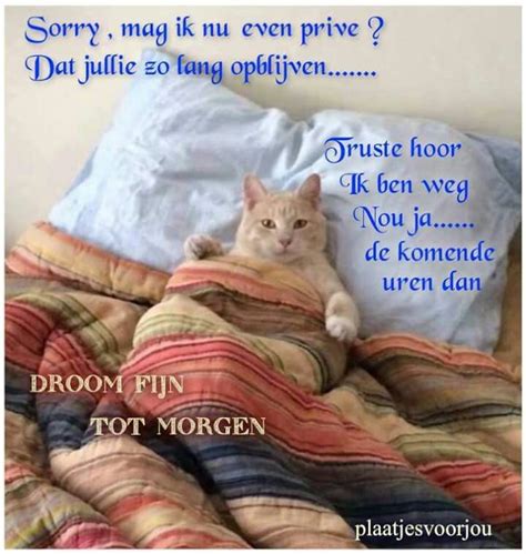 Droom Fijn Tot Morgen Katten En Kittens Mooie Katten Katten