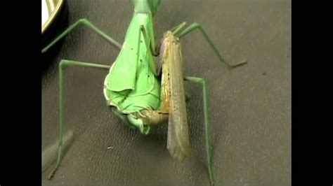 Male Mantis Still Can Mating Without Head Youtube
