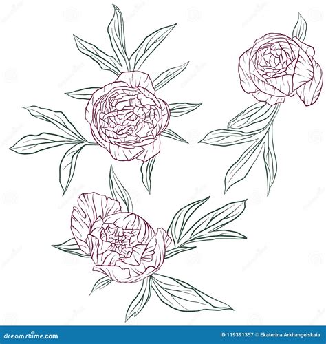 Vector Floral Set Of Peonies Stock Vector Illustration Of Nature