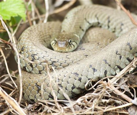 Mind Blowing Facts About Snakes That Will Leave You Dumbfounded