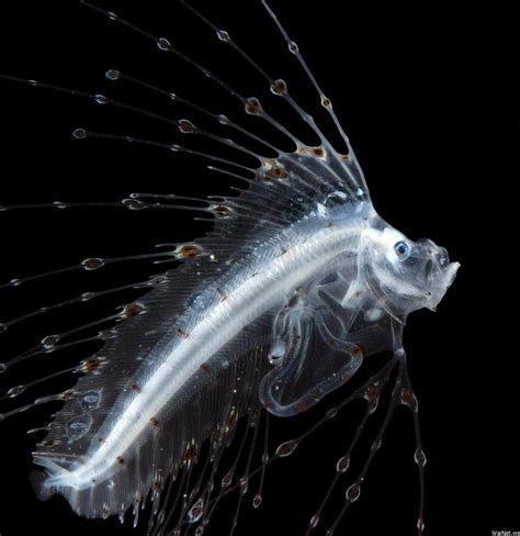 Awesome Water Animals Deep Sea Creatures Deep Sea Life Beautiful