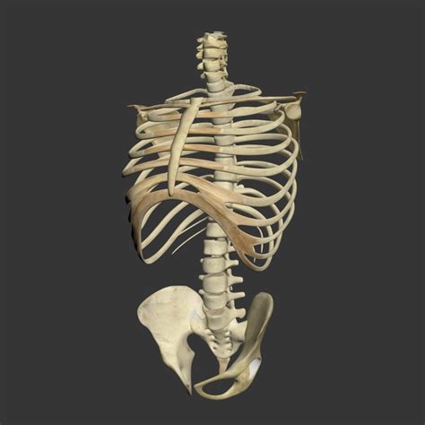 3d Human Skeleton Torso Model