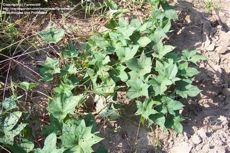 Plantfiles Pictures Sweet Potato Poplar Root Ipomoea Batatas By