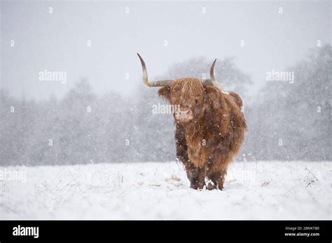 Highland Cow In Snow Hi Res Stock Photography And Images Alamy