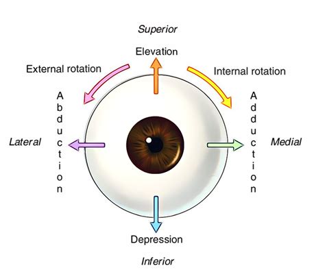 Easy Notes On 【extraocular Muscles】learn In Just 4 Minutes