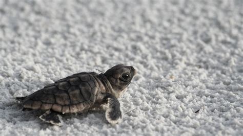 Adorable Baby Sea Turtles