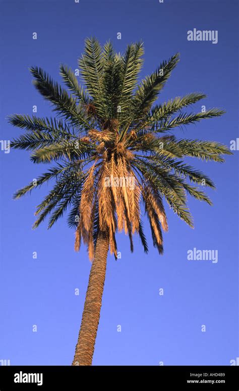 Tunisia Jerid Nefta Jarid Date Palm Tree Growing In The Large Oasis