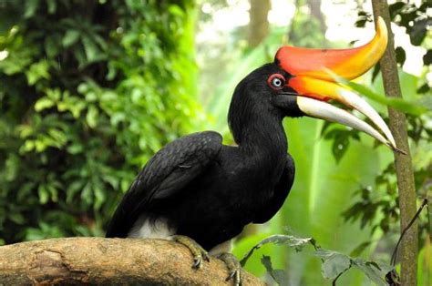 Spesies Burung Rangkong Terbesar Asia Ada Di Indonesia