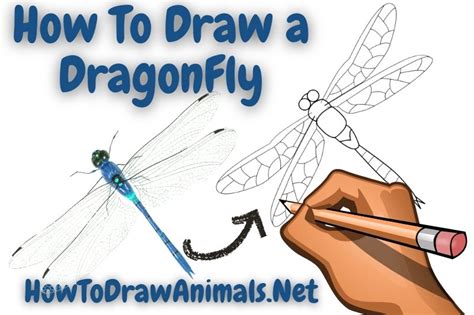 How To Draw A Dragonfly Easy Drawing Tutorial