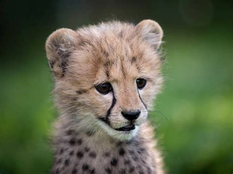 This Baby Cheetah And Puppy Are Being Raised As Bffs And Its Adorable