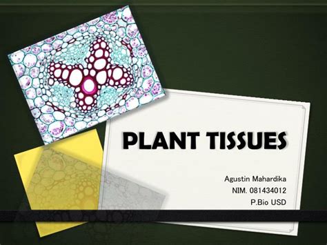 Ppt Plant Tissues Powerpoint Presentation Free Download