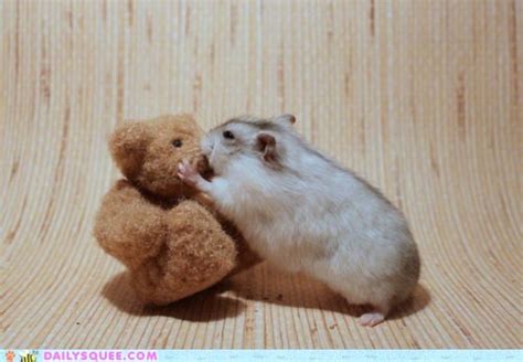 Hamster Love Daily Squee Cute Animals Cute Baby Animals Cute