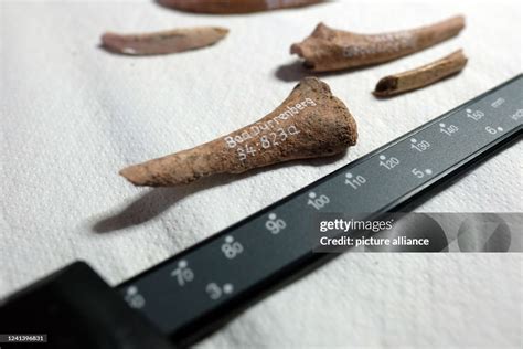 The Bone Of A Shaman Who Was Buried In Bad Dürrenberg 9000 Years Ago