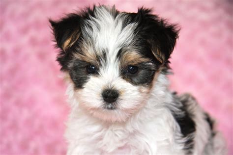 Morkie puppies, Puppies, Puppy pictures