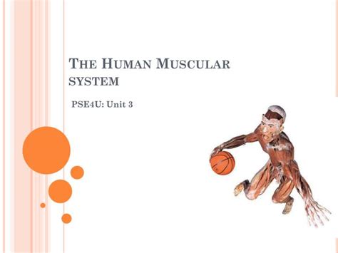 Muscular System Ppt