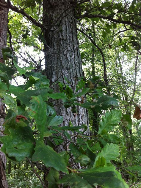 Swamp White Oak Trees At Besgrove Hodge Wildlife Sanctuary · Inaturalist