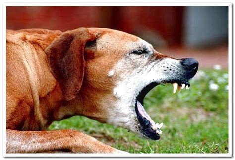 My Dog Vomits Find Out The Main Causes And How To Act Dogsis