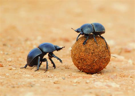 EcoTraining Quiz: Dung Beetles - EcoTraining