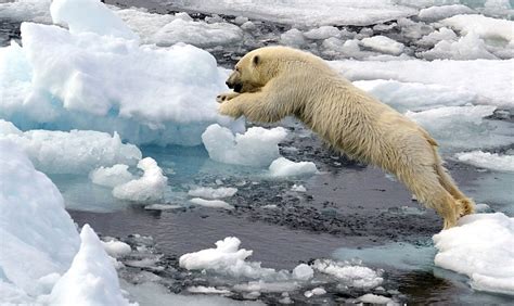 Travel Norway Polar Bear Cub In The Jump Svalbard 685