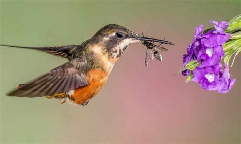 What do hummingbirds eat