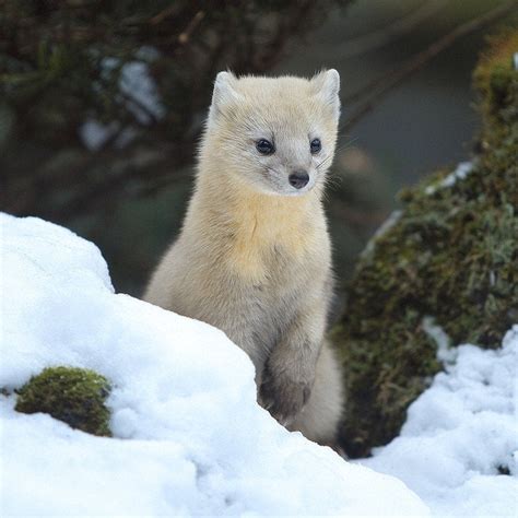 Rare Wild Animal Ezo Kuroten Can Be Found Only In Hokkaido Japan