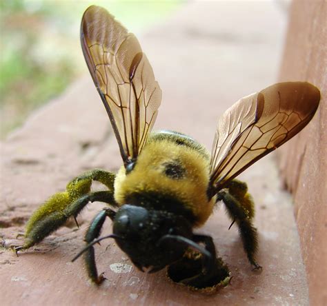Do not exceed 0.17 oz (4.8 g) of product per 1000 sq ft in a calendar year. Carpenter Bee