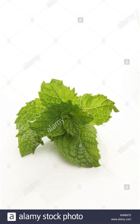 Indian Mint Hi Res Stock Photography And Images Alamy
