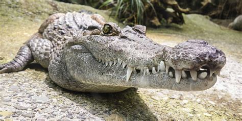 They are known as 'living. What Is the Difference Between Alligators and Crocodiles ...