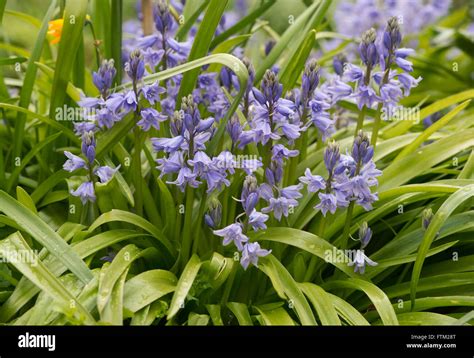 Hyacinthoides Hispanica Spanish Bluebells In A Garden Invasive Stock