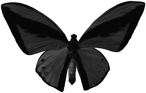 Black Butterfly Png By Yotoots On Deviantart