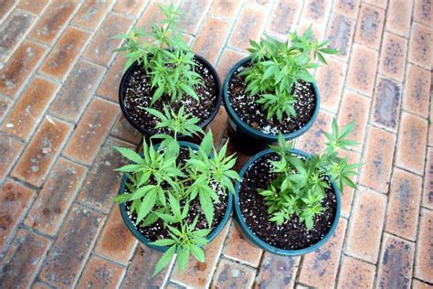 7 Easy Steps to Grow Marijuana At Home. - Cannabis ...