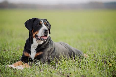 Swiss Mountain Dog Breeds The Smart Dog Guide