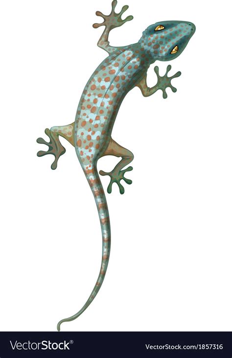 Tokay Gecko Royalty Free Vector Image Vectorstock